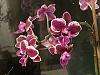 Currently blooming in my collection-img_9014-jpg