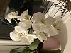Currently blooming in my collection-img_9017-jpg