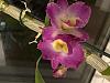 Currently blooming in my collection-img_9019-jpg