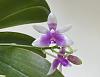 Phalaenopsis modesta-d7253fcf-9add-4f3a-8549-76ece6cbcce4-jpg
