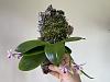 Phalaenopsis modesta-d3e66564-605c-4e31-b47e-03c798f51abd-jpg
