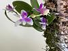 Phalaenopsis modesta-1ed08df3-2cd5-4f84-bede-70115bc4de77-jpg