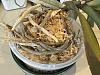 White mold: Are these roots infected?-pot-1-jpg