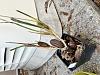 Maxillaria tenifloria Round sections brown-img_8060-jpg