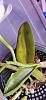 Cattleya Walkeriana leaves problem-img_20240222_125030-jpg
