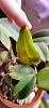 Cattleya Walkeriana leaves problem-img_20240222_125043-jpg