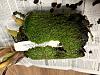 What ratio of moss/bark is ideal for paphs?-img_4596-jpg