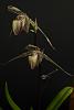 Advice: Paphiopedilum Hilo Black Eagle (in spike) arrived with possible root issue-tjs_20240228_z621799-jpg