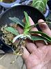 Phal. (Sedirea) japonica. Roots drying-img_6381-jpg