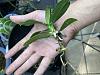 Phal. (Sedirea) japonica. Roots drying-img_6382-jpg