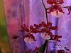 My blooming Oncidium Sharry Baby 'Sweet Frangance'-20240306_085136-jpg