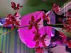 My blooming Oncidium Sharry Baby 'Sweet Frangance'-20240306_084200-jpg