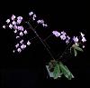 Phalaenopsis schilleriana prodigy-phal-schilleriana-1-jpg