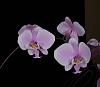 Phalaenopsis schilleriana prodigy-phal-schilleriana-2-jpg