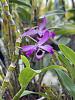 Dendrobium Nobile-img_6190-jpg