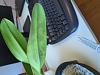 Help - new orchid with different spots on leaves - is it diseased?-17104257022047447119656921073198-jpg