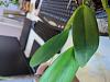 Help - new orchid with different spots on leaves - is it diseased?-17104257579464177456376121986857-jpg