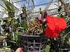 Sophronitis coccinea - Is it a bloom comming?-coccinea-plant-1-jpg