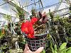 Sophronitis coccinea - Is it a bloom comming?-coccinea-plant-3-jpg