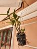New to Orchids- Identification, maintenance, and tips please!-image-2024-03-16-10-48-23-am-jpg