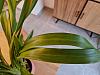 New Cymbidium - black dots on leaves and discoloration-20240317_102000-jpg