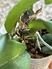 Psychopsis orchid - new growth or flower spike?-thumbnail_img_0658-jpg
