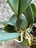 Psychopsis orchid - new growth or flower spike?-thumbnail_img_0655-jpg