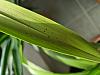 New Cymbidium - black dots on leaves and discoloration-20240318_103723-jpg