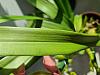 New Cymbidium - black dots on leaves and discoloration-20240318_103948-jpg
