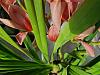 New Cymbidium - black dots on leaves and discoloration-20240318_104033-jpg