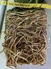Cattleya Root Mess-cattleya-sphagnum-jpg