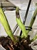 Mechanical Damage or Fungus on New Cattleya Growth. What to do?-img_7188-jpg