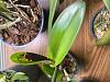 Cattleya hybrid with spreading black leaf spot-img_7783-jpg