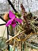 Dendrobium Nestor-image_123650291-1-jpg