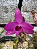 Dendrobium Nestor-image_123650291-2-jpg