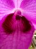 Dendrobium Nestor-image_123650291-3-jpg