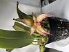 Bulbophyllum Jersey???-img_8585-jpg