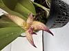 Bulbophyllum Jersey???-img_8579-jpg