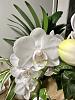 ID for White and Pink Phalaenopsis-img_7843-jpg