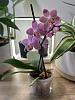 ID for White and Pink Phalaenopsis-img_8223-jpg
