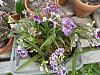 japaneseorchids / Seed Engei: Highly recommend-20220714_134514-jpg