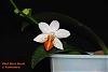Phalaenopsis Mini Mark 1st Bloom after S/H-phalaenopsis-mini-mark-2-jpg