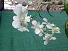 White Dendrobium-20240406_170453-jpg