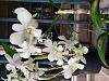 White Dendrobium-20240407_081004-jpg
