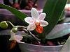 Phalaenopsis Mini Mark 1st Bloom after S/H-phalaenopsis-mini-mark-jpg