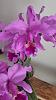Cattleya lawre-mossiae 3n-20240412_103155-jpg