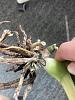 Orchid help! Root rot? Crown rot?-4bbf2fd3-da59-4fcd-9428-d27da643592f-jpg