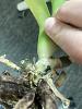 Orchid help! Root rot? Crown rot?-96535316-df35-46fa-a6b4-2cced38ad9a6-jpg