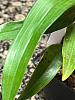 Dendrobium Hibiki. Fungus infection?-whatsapp-image-2024-04-13-21-49-01-3-jpg