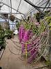 Mark Dimmitt Open House 2024 - Dendrobium anosmum-dendrobium_anosmum_dimmitt_20240414_seca_a-jpg